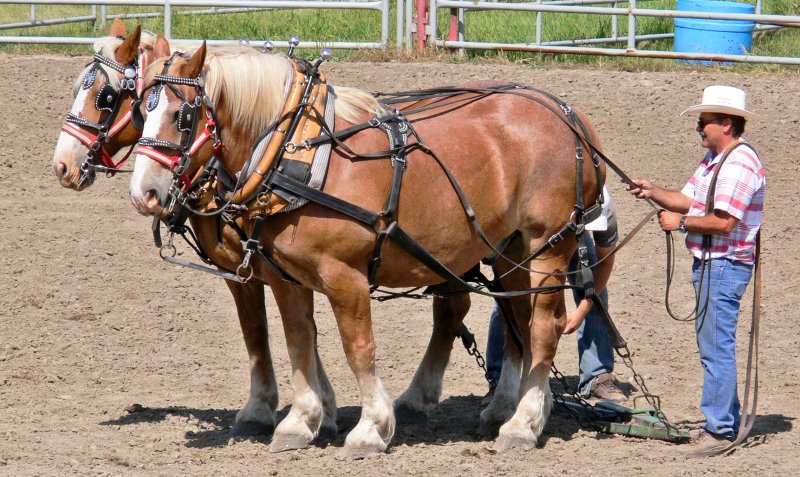 Pair of Belgians.jpg