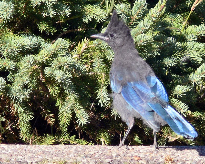 Look at my lovely blue feathers.jpg