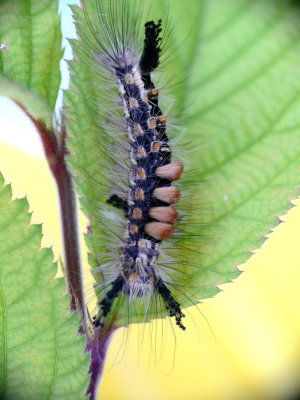 Catapillar.jpg
