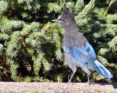 Look at my lovely blue feathers.jpg