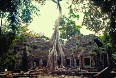Battle for holy ground (Ta Prohm - Cambodia)