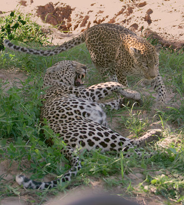 Swishing her tail around hoping he'll say YES.