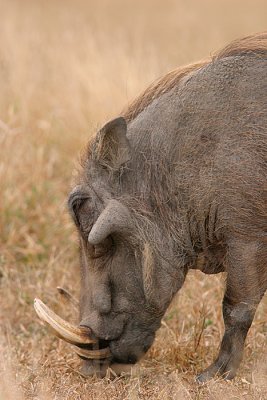 MM Male warthog (I think).  Just a little piggy.