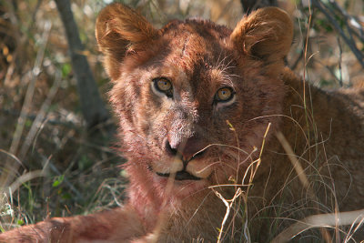 MM A little cub after eating warthog.  His mom lost her tail a few months before this and couldn't hunt for awhile.