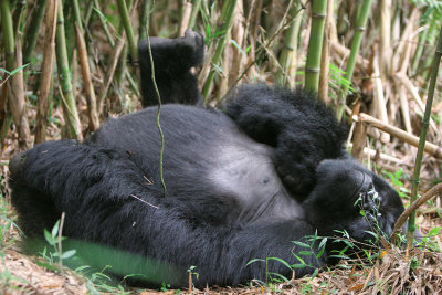 Very relaxed silverback  - you cant manuever much so I couldnt get shot without the brush in front of his face.