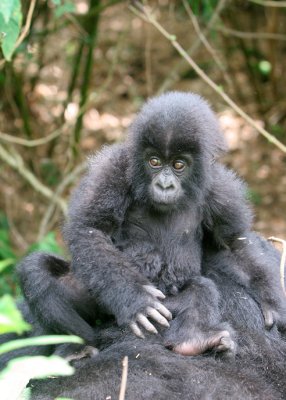 baby gorilla sitting on mom