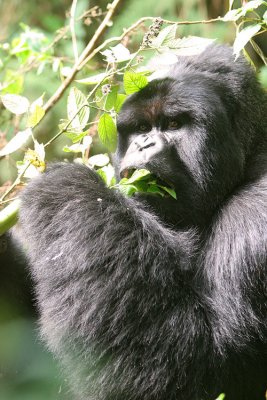 gorilla eating leaves.