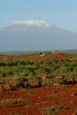 zebrascape (Mount Kilimanjaro) early one morning