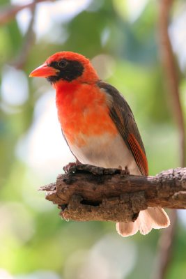 Red Headed Weaver