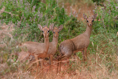 Dikdiks. They are very small.  They weigh 8-12 lbs and are 1 - 1  ft tall at the shoulder,