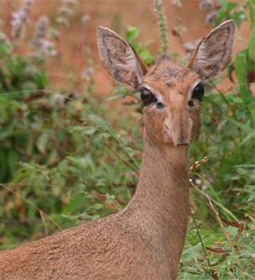 And look what they do with their nose/snout. Its like its sucked in.