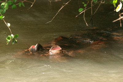 This shy hippo only lifted his nostrils out of the water far enough to breathe. The nostrils closed again to go under the water.