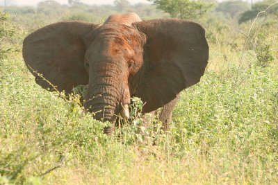 This ellie is covered in the red dirt and has his ears flapping to scare us.  Boo!