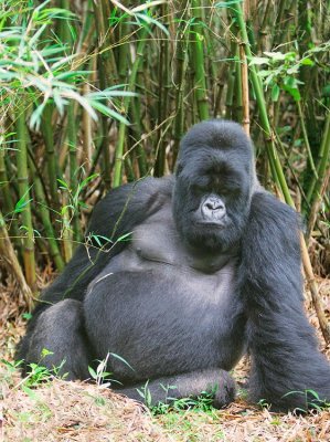 Male gorillas weigh up to 400 lbs and they are mainly vegetarians, eating up to 75 lbs per day of leaves and bamboo shoots.