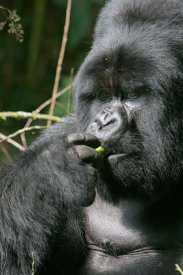 Silverback gorilla having a little snack