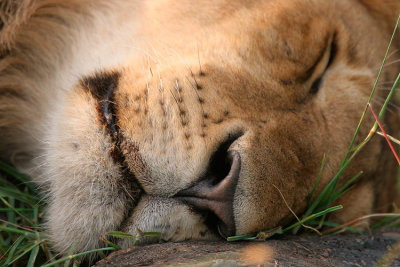 A sleeping pride of lions can be kind of boring so I get closeups.