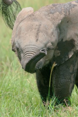 Baby elephants are so cute!  The baby is shorter than the bottom of mom's tail.