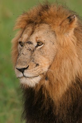 King of the Mara (one of the kings!)  Poor guy with all those flies on his face.