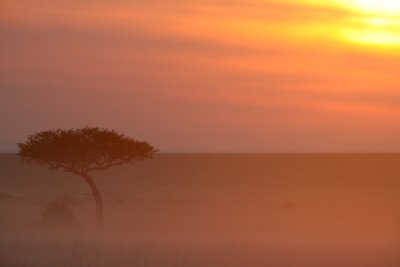 Early morning in the Masaii Mara