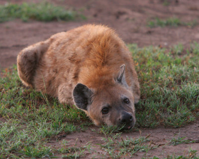 Hyena in the early morning, trying to stay warm.