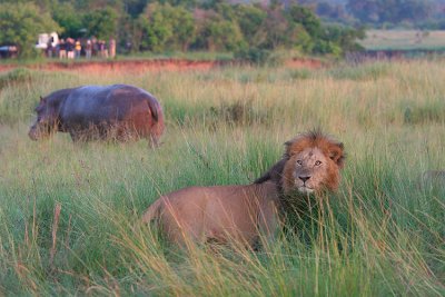 Some lions were feeding on a dead baby hippo. When we drove up, the mom hippo was still at the site. Sad.