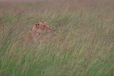 Lioness in the tall grass on a rainy afternoon.