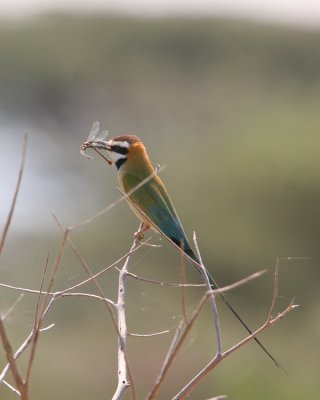 white throated bee-eater (I think)