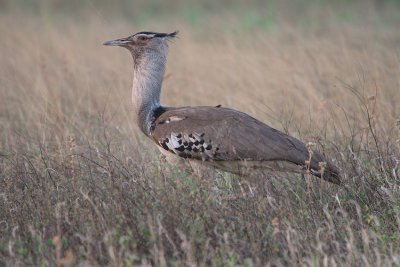 Kori Bustard - really blends in to the dry landscape. Joy's Camp
