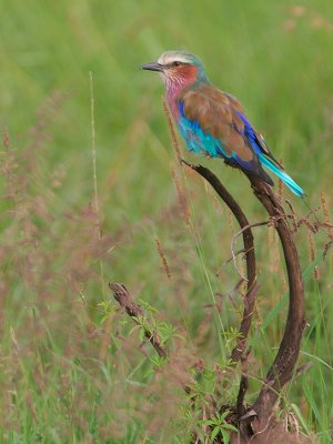 Lilac Breasted Roller.  I saw many Eurasion Rollers on this trip but not too many LBR's.