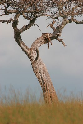 I don't know why but I want to call this one bag of bones. This looked like a leopard at first but it's an old zebra carcass.