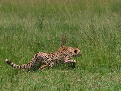 Cheetah stalking a warthog in the Mara (one of Honeys cubs.)