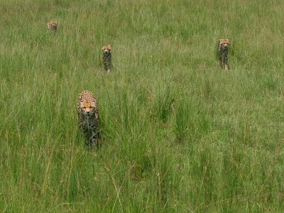 Honey and her cubs.  (Honey was made famous by BBC Big Cat Diaries)