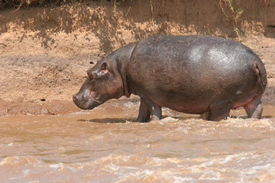 Hippos usually feed out of the water in the evening, night and early morning.  This one left the water much later in the day.