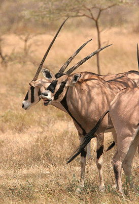 Oryx. It's hard to see how long their horns really are unless you see them from the side.