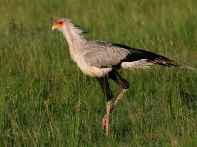 Secretary Bird