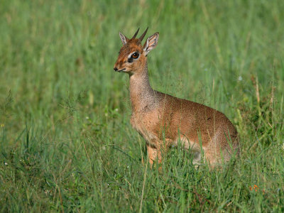 Dik-diks form monogamous relationships.  The males have horns. Females are larger than males.