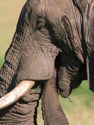 Close up of ele eating