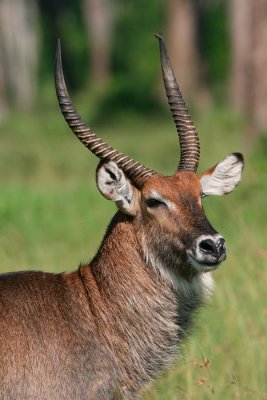 Defassa Waterbuck. The meat of older waterbucks tastes bad so predators choose other prey.