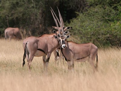 Oryx or Gemsbok .  They look funny all lined up like that.