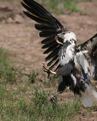 Fighting to keep his little fish.  (Another fish eagle is trying to get it. Too much lens to get it all.)