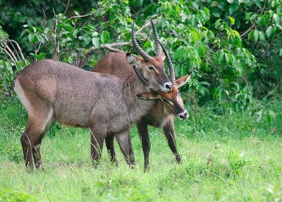 Two Defassa Waterbucks fighting