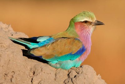 Lilac Breasted Roller