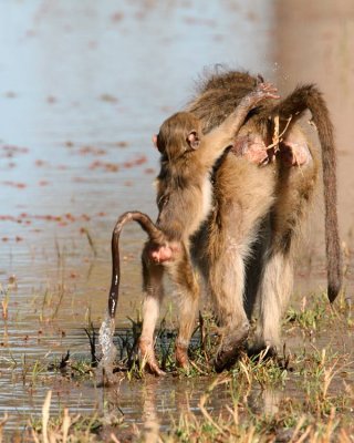 wet little baboon