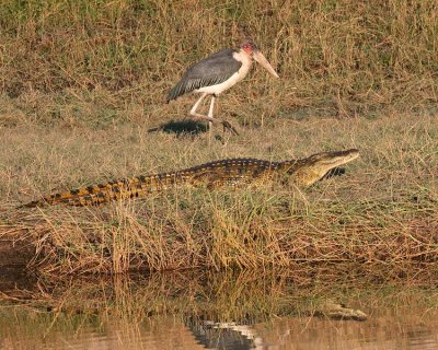 A small croc with a lovely marabou stork behind him