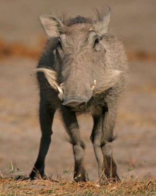 Warthog - we didnt see any with big tusks or warts