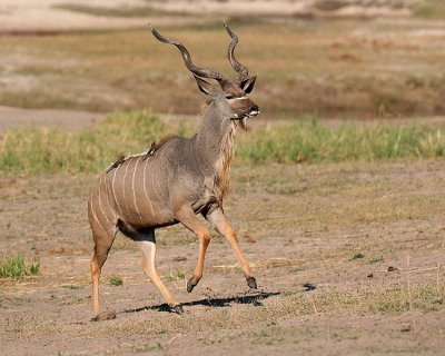 Kudu running - with oxpeckers on his back