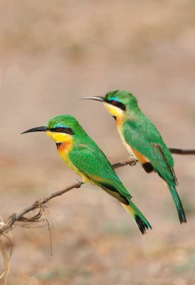 More Bee-eaters