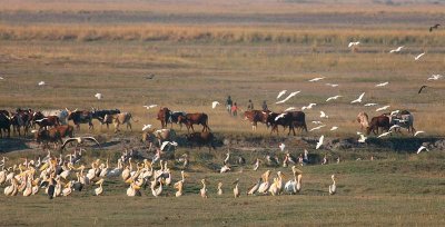 4669 Pelicans and Namibian cattle with their herders