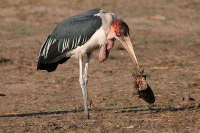 4573 Marabou stork with a catfish head