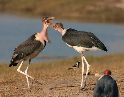 4583 marabou storks fighting over the very smelly catfish